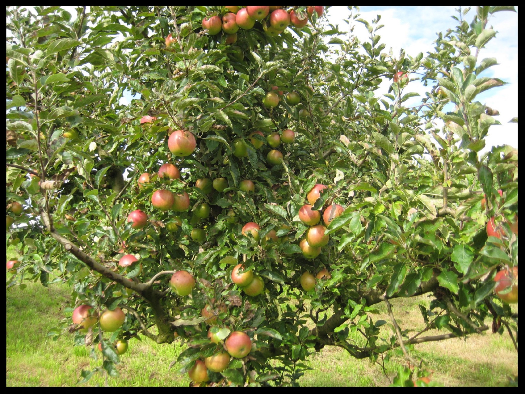 Apfelbaum mit reifen Früchten